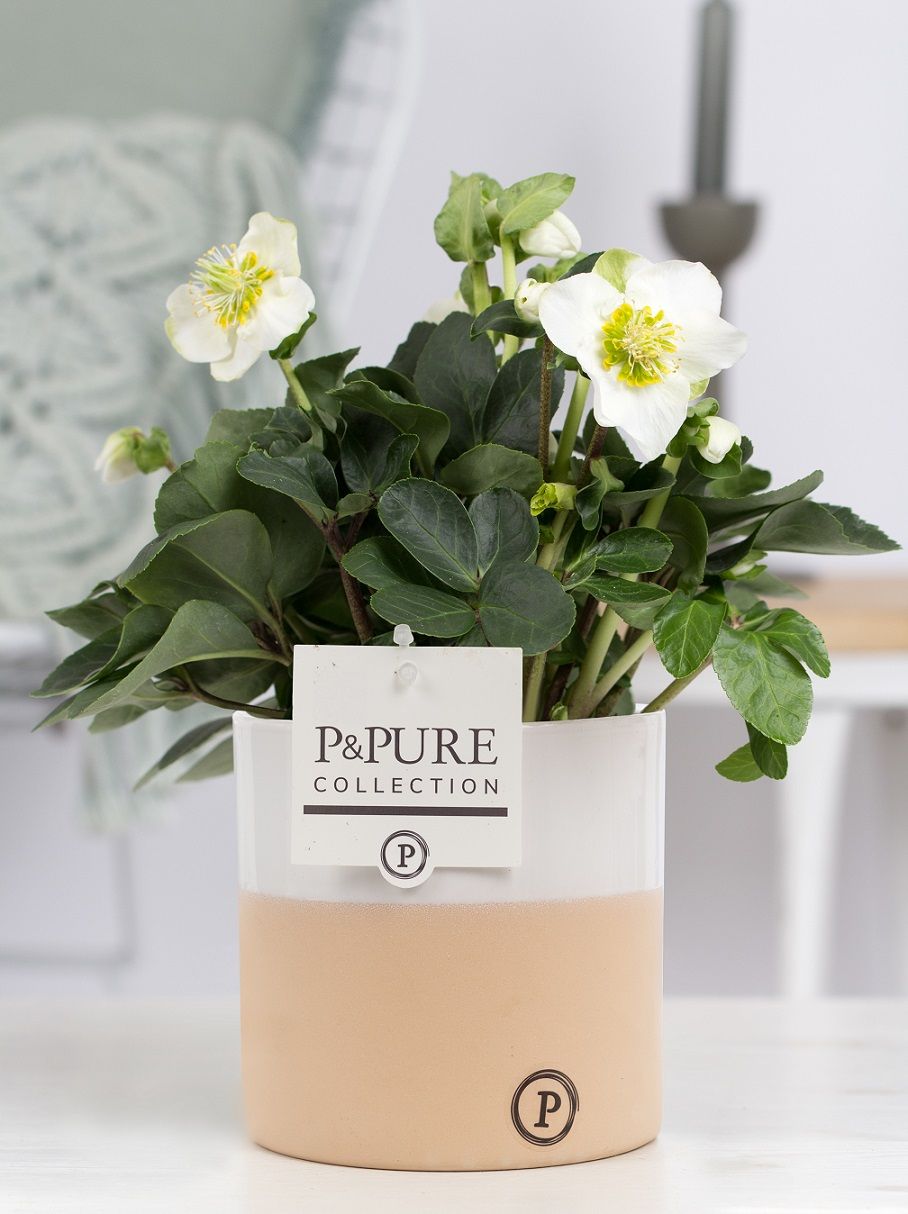 1st class Helleborus "Xmas C." in P&PURE Rosy ceramics, D 12 cm 1st class Helleborus "Xmas C." in P&PURE Rosy ceramics, D 12 cm