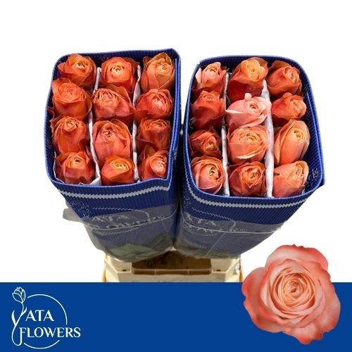 Роза од. Кахала 60, шт.