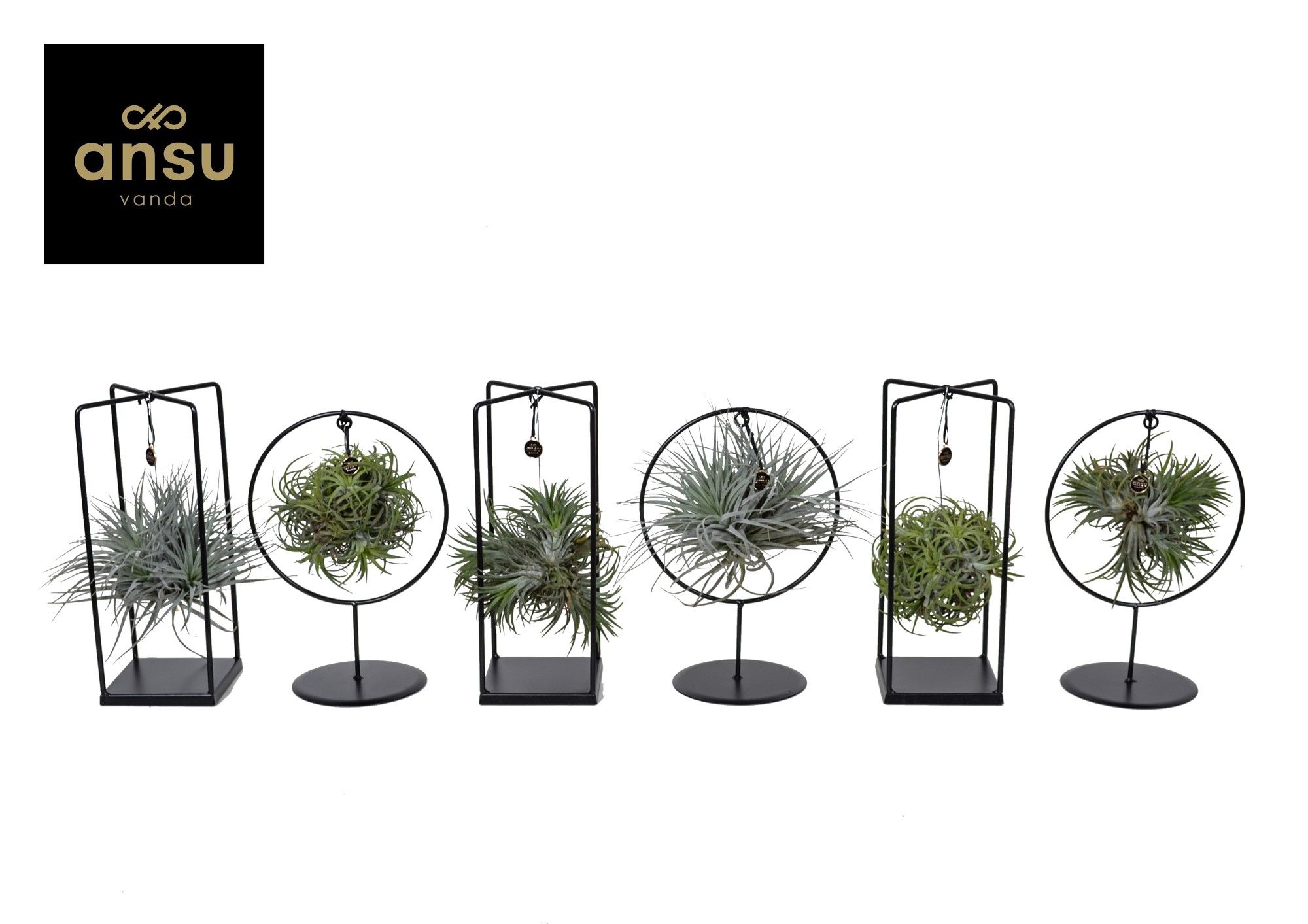 Tillandsia Cube/Ring mix (Medium) EURODOOS, D 17