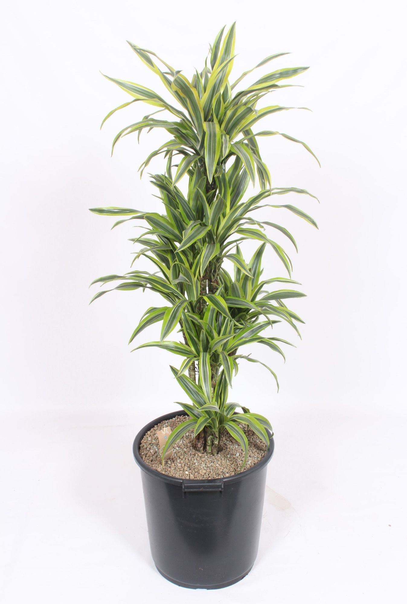 Dracaena Lemon Lime, D 40