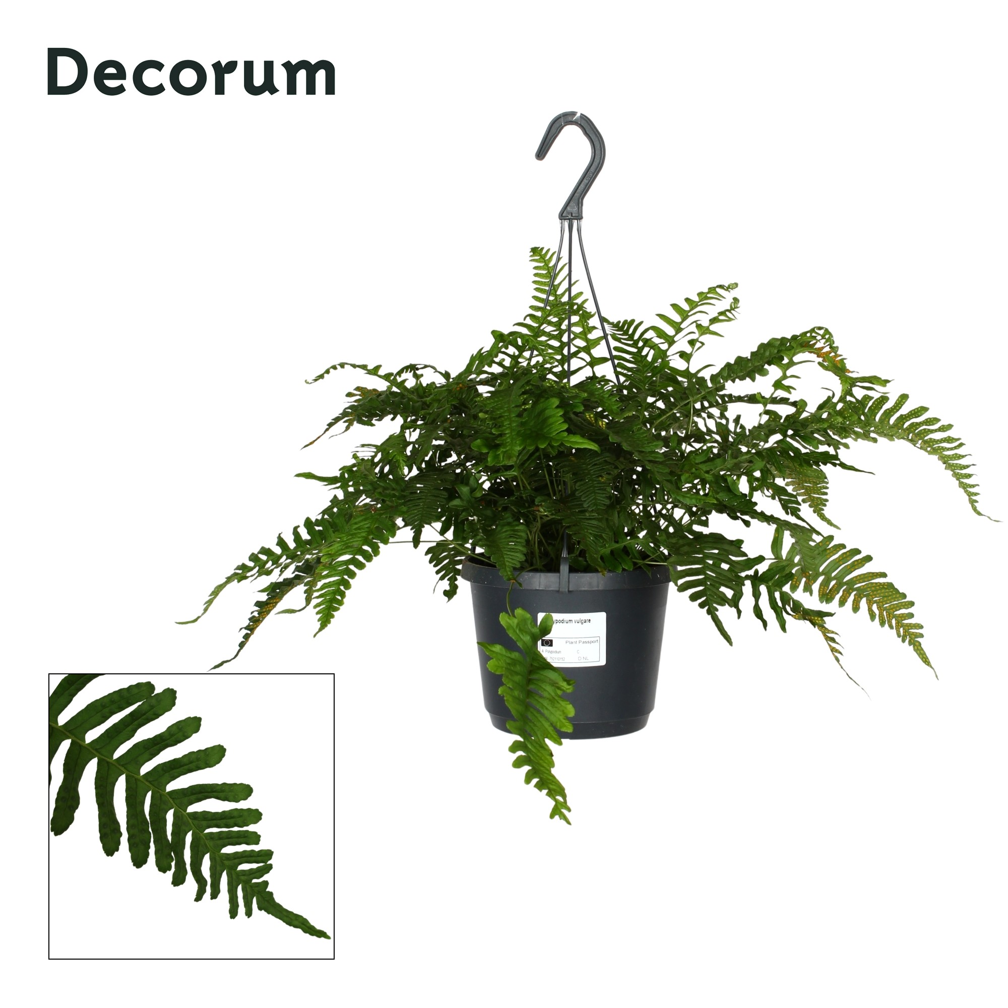 Polypodium vulgare, D 17 cm