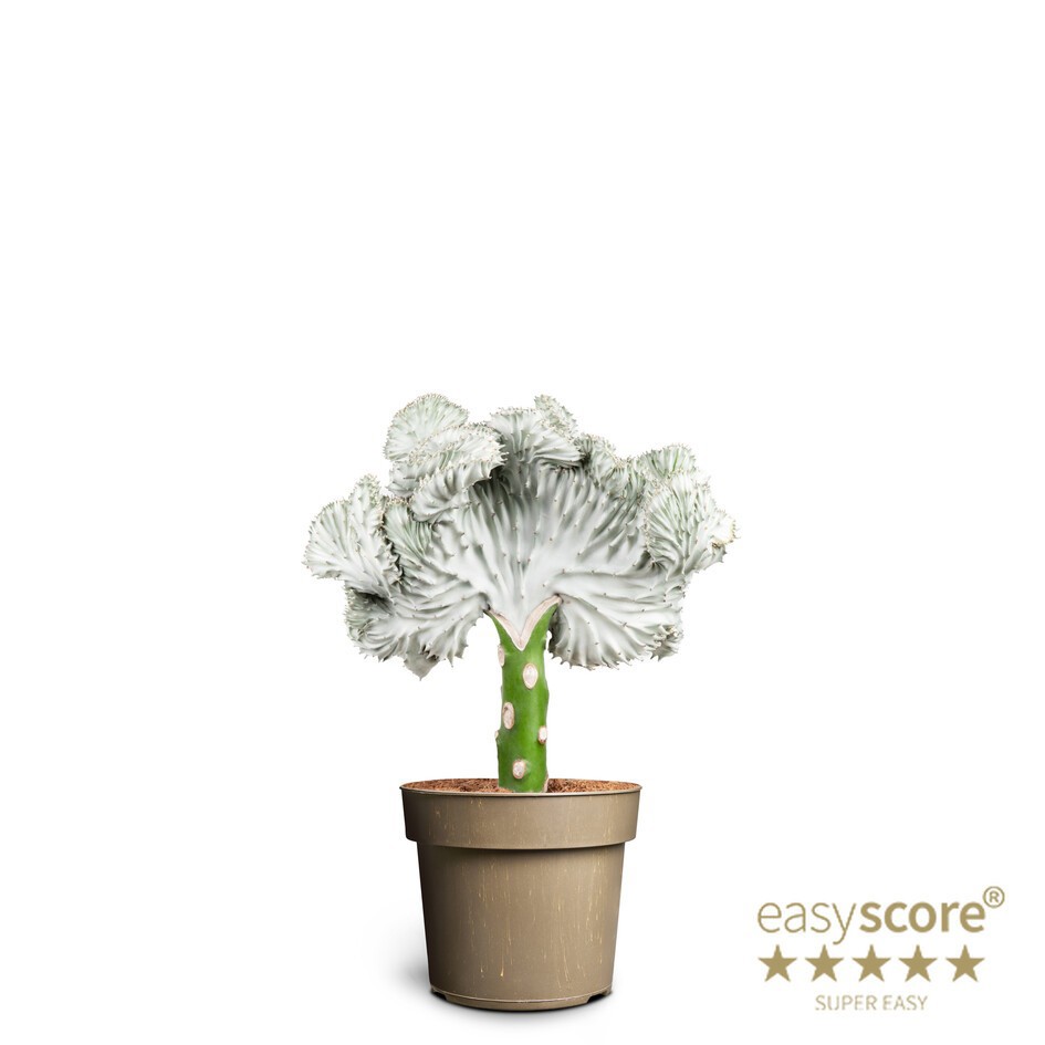 Euphorbia lactea, D 17