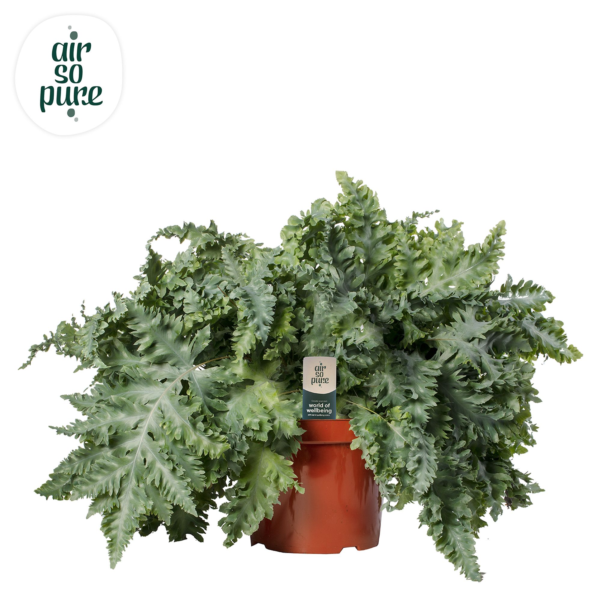 Phlebodium Davana - Air So Pure, D 26
