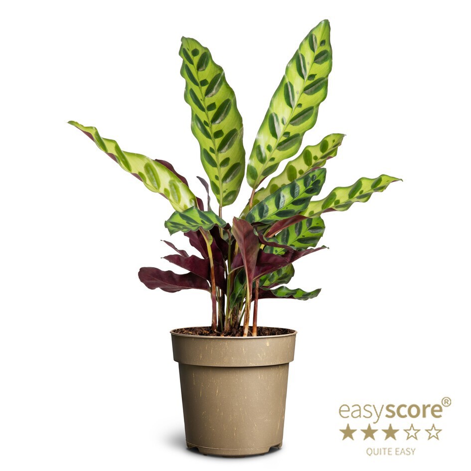 CALATHEA SPECIES 'Insignis', D 11 cm