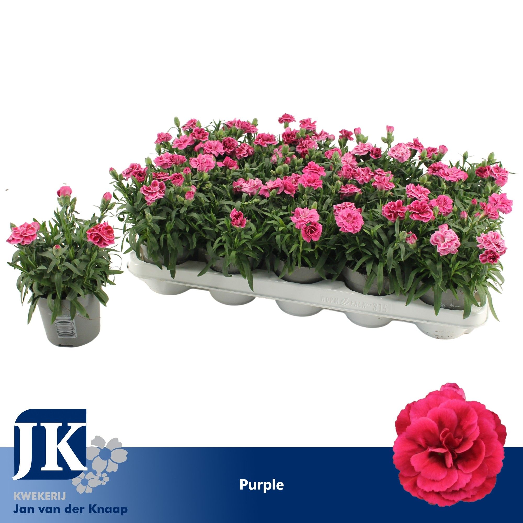 Dianthus Purple, D 10,5