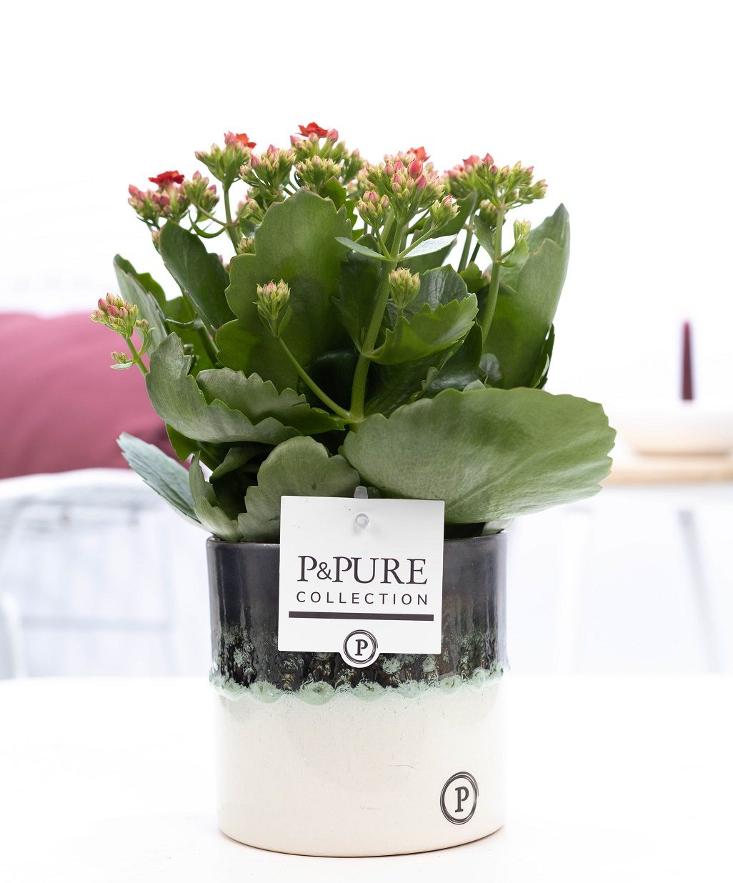 Kalanchoe red in P&PURE Illusion cer. (perfectly imperfectable), D 12