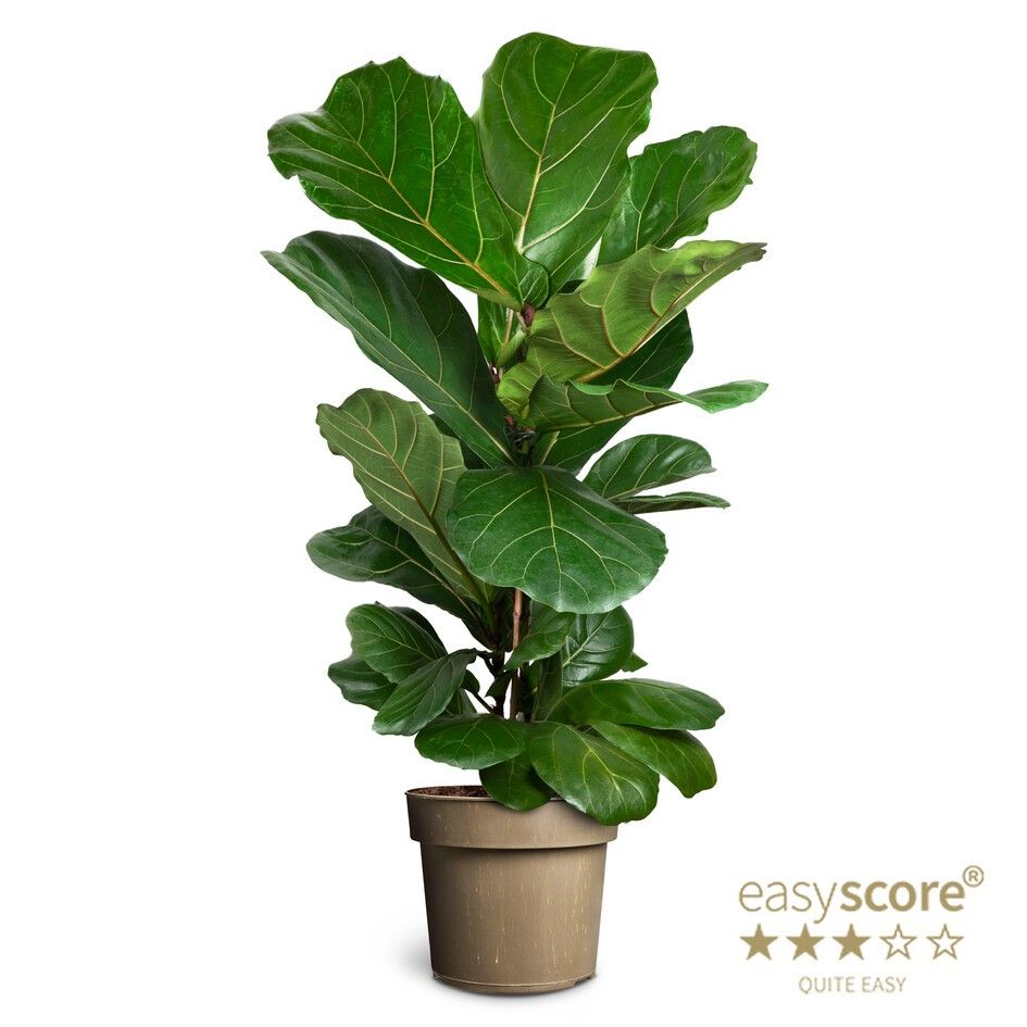Ficus lyrata, D 24