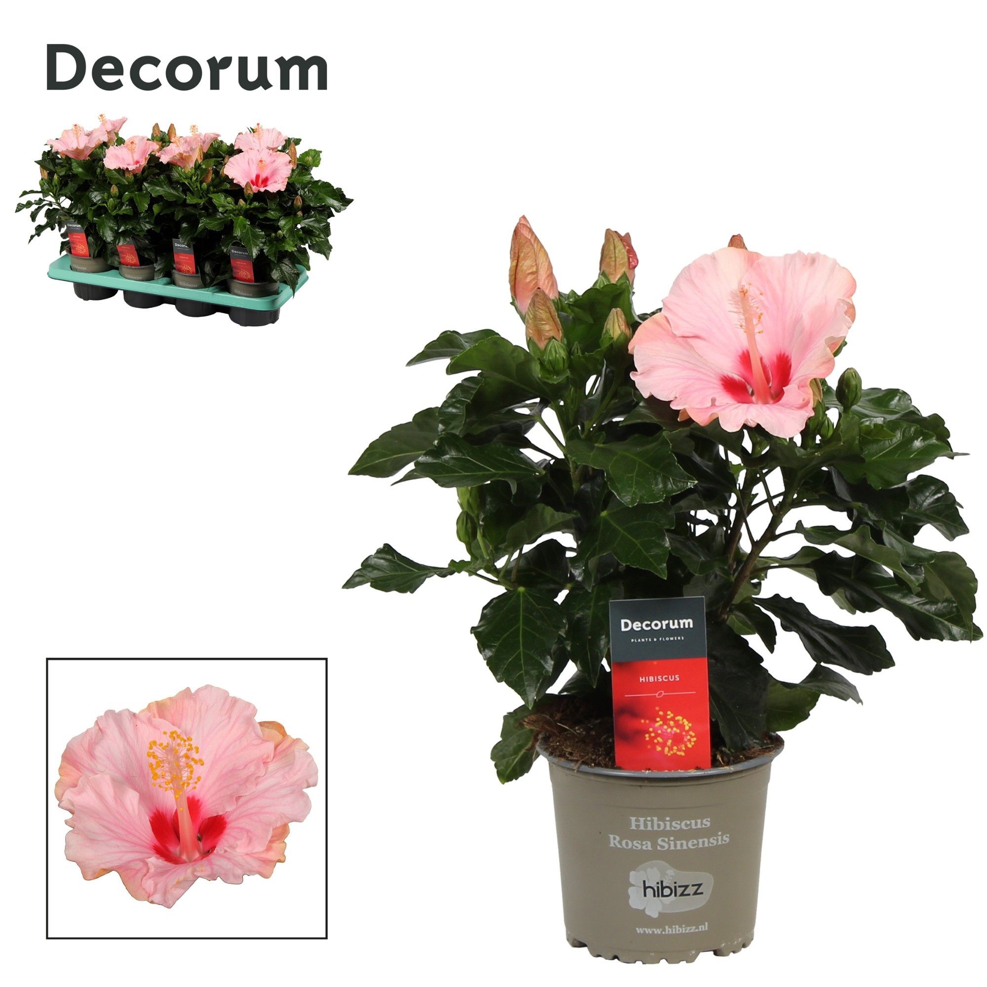 Decorum Hibiscus Jersey roze, D 13