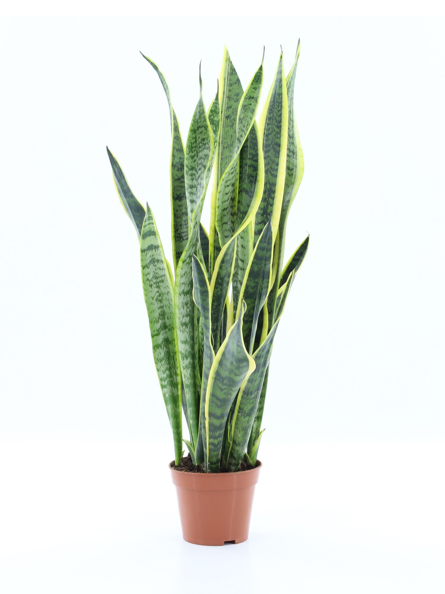 Sansevieria Laurentii, D 14