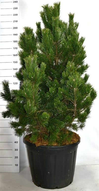 Pinus mugo 'Gnom', D 65 cm
