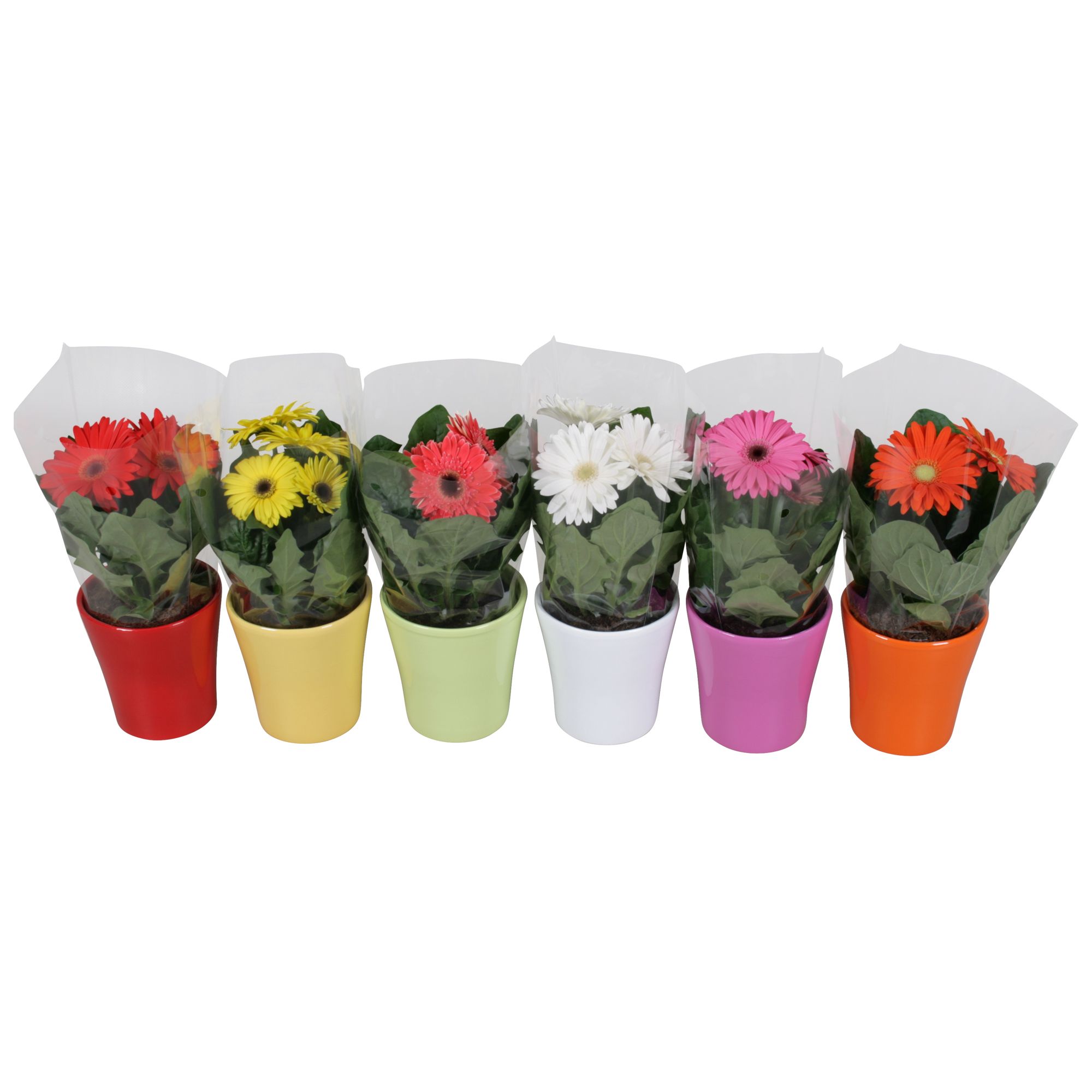 Gerbera belicht 2+ bl in stefanie keramiek div kleuren, D 12 cm
