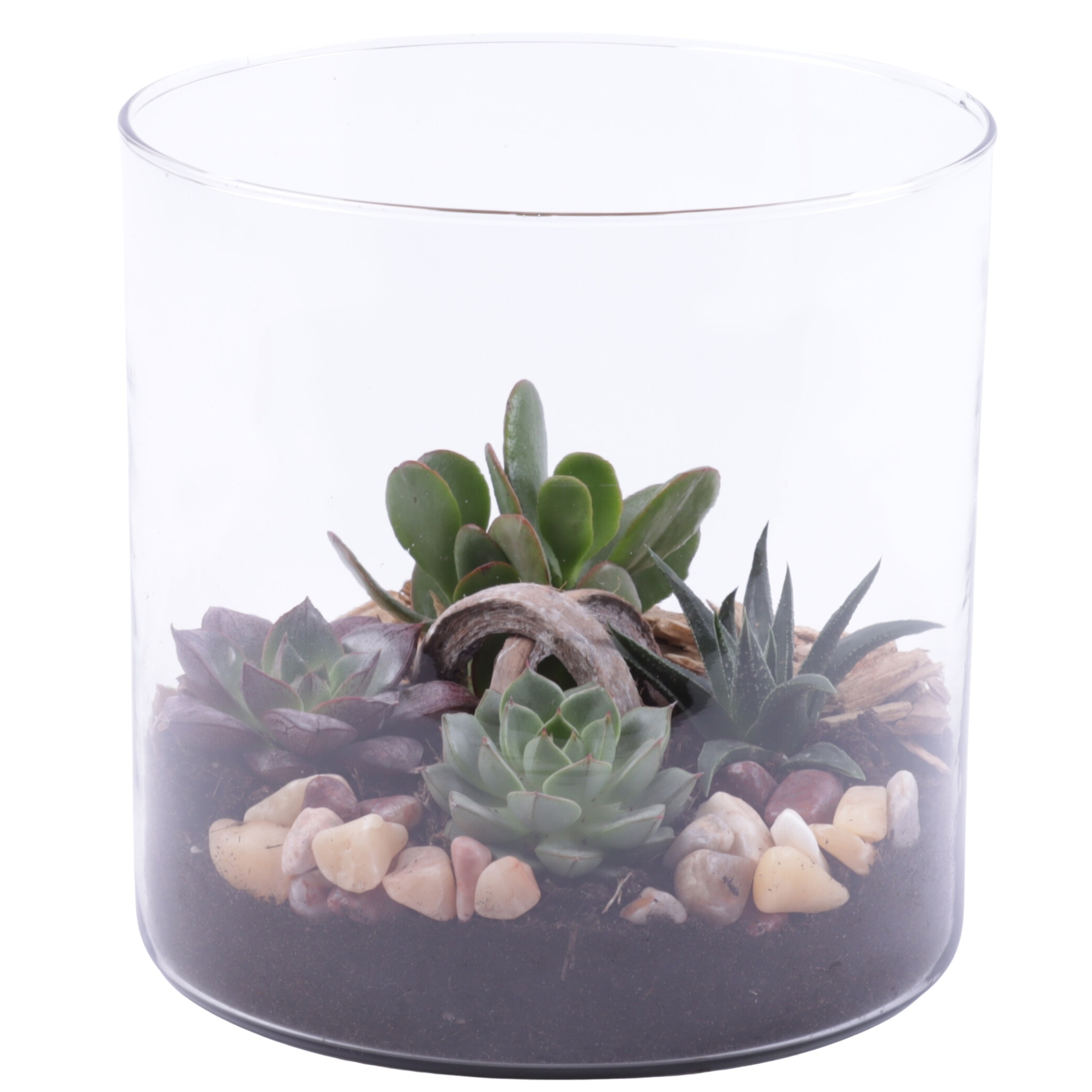 Yearround Arr. Succulent Glass Vase Cylinder Ø19cm 4PP, D 19