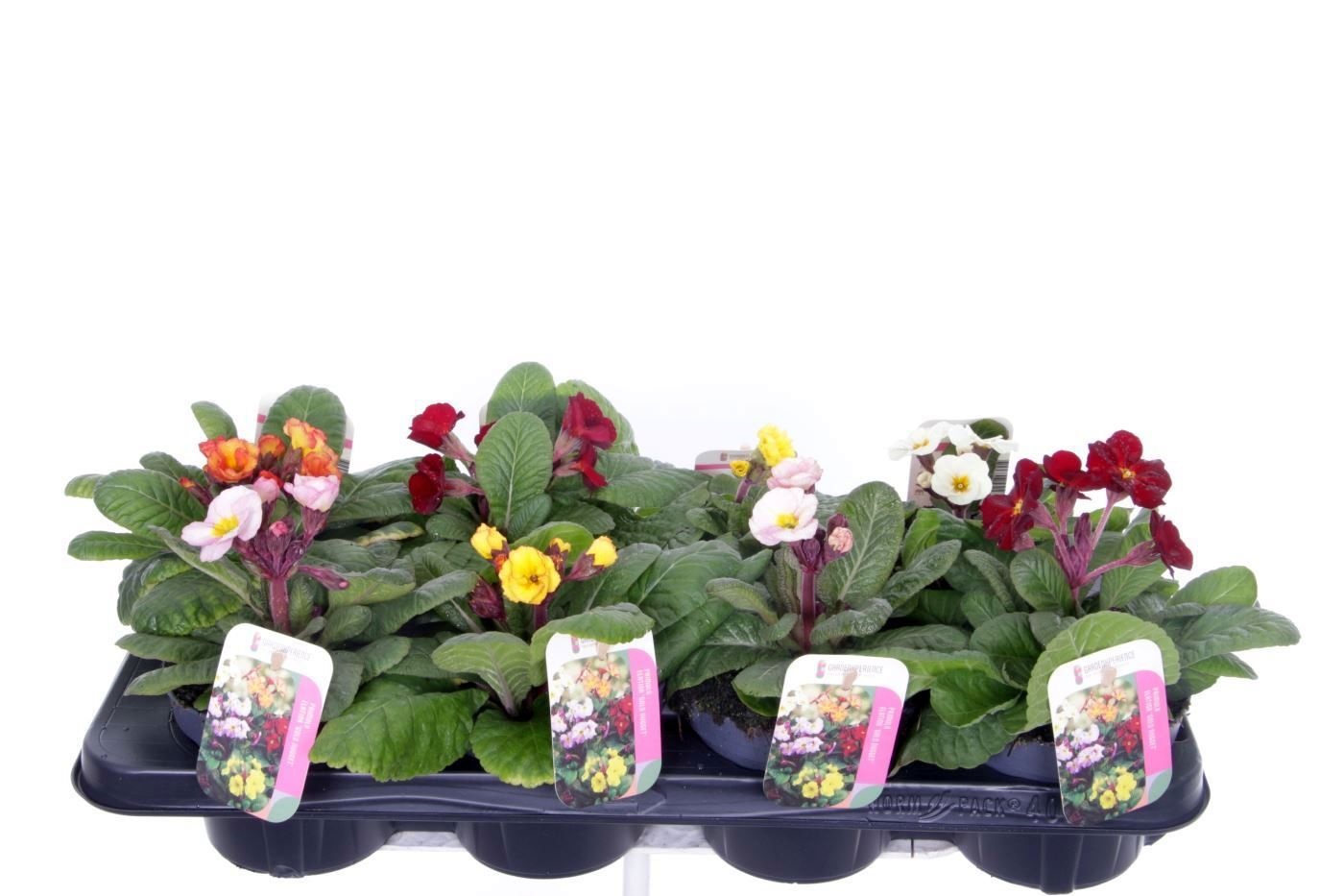 Primula elatior Gold Nugget mix, D 13