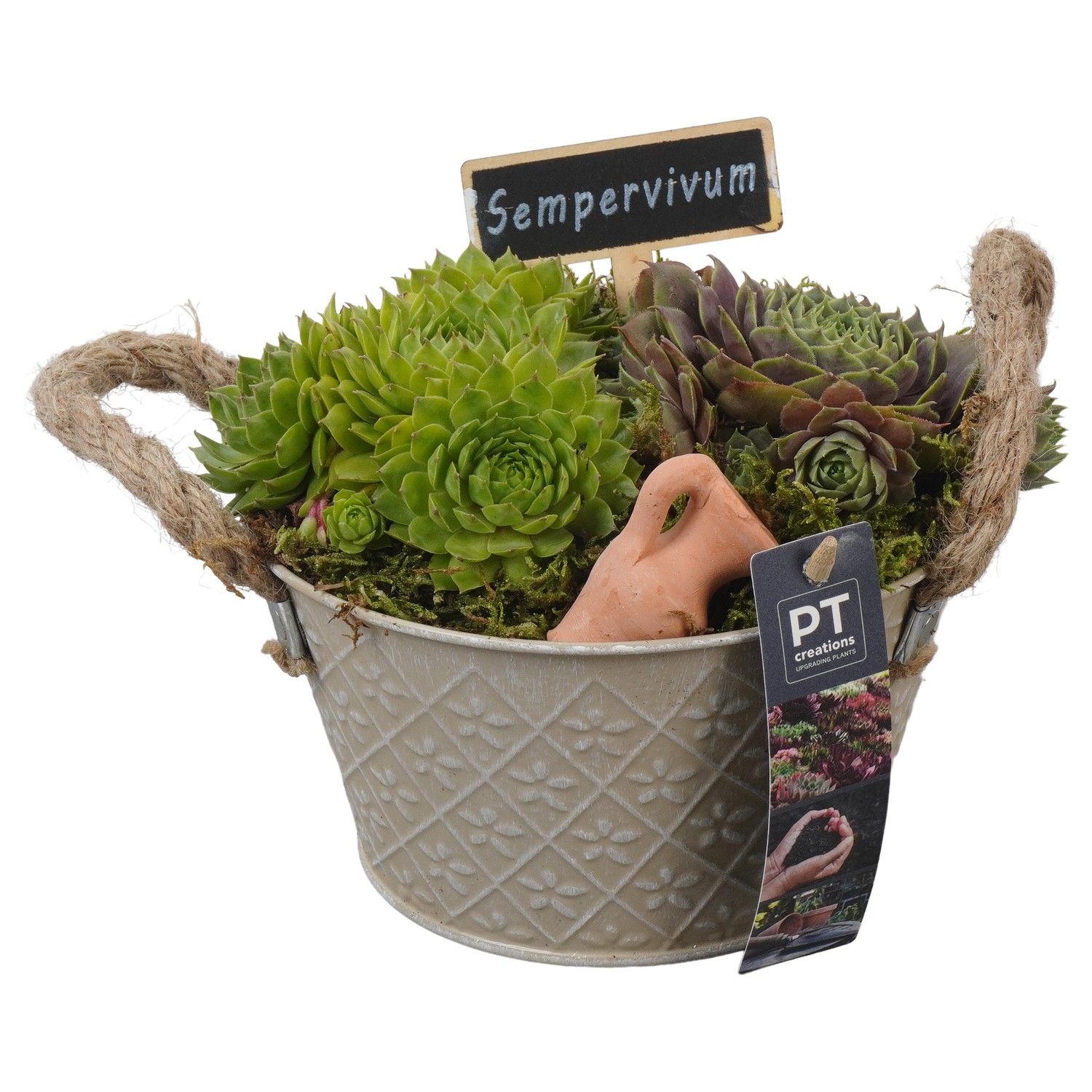 PTS2781 Arrangement Sempervivum in metaal pot, D 18 cm PTS2781 Arrangement Sempervivum in metaal pot, D 18 cm