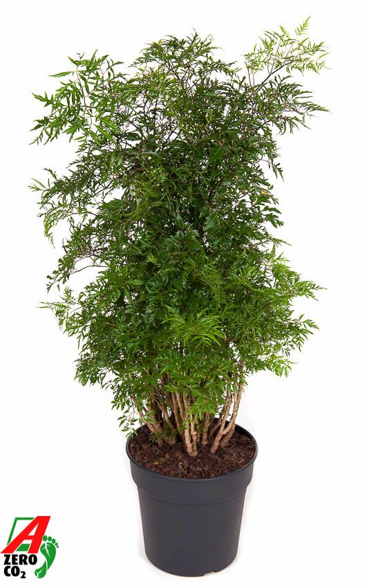 Polyscias Ming vertakt P24, D 24