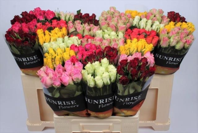 Роза од. KL Микс в баке 60, шт.