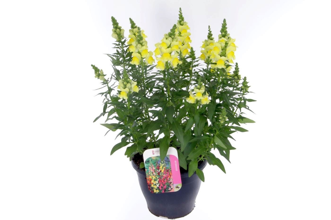 Antirrhinum Sonnet Yellow, D 23