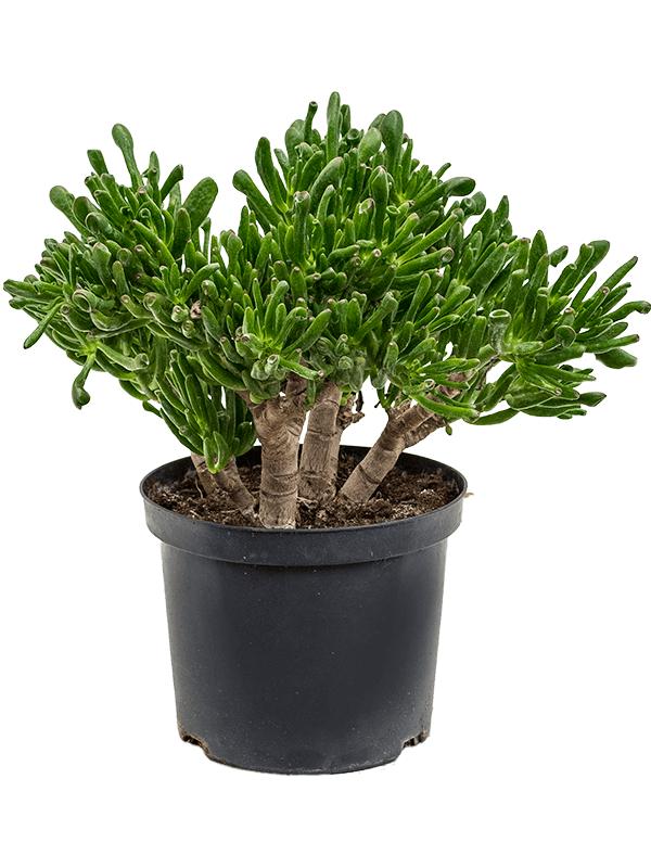 Crassula ovata 'Horntree', D 23 cm