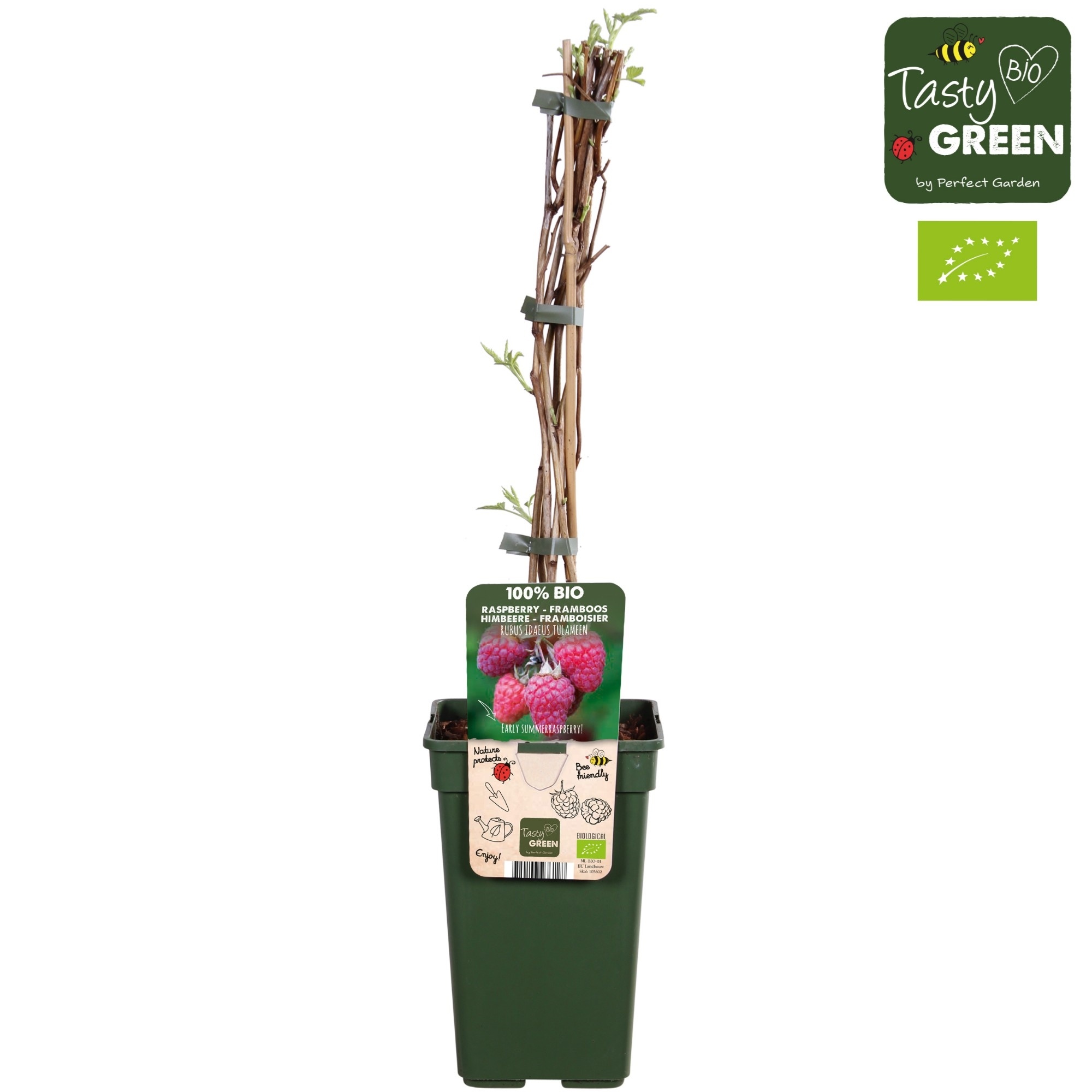 Rubus idaeus 'Tulameen' Bio P19, D 19