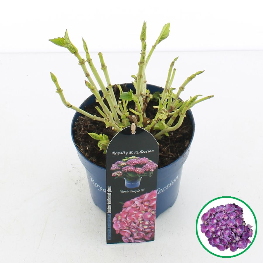 Hydrangea macr. Royalty® 'Rosie'® Paars C2 (17cm.), D 17