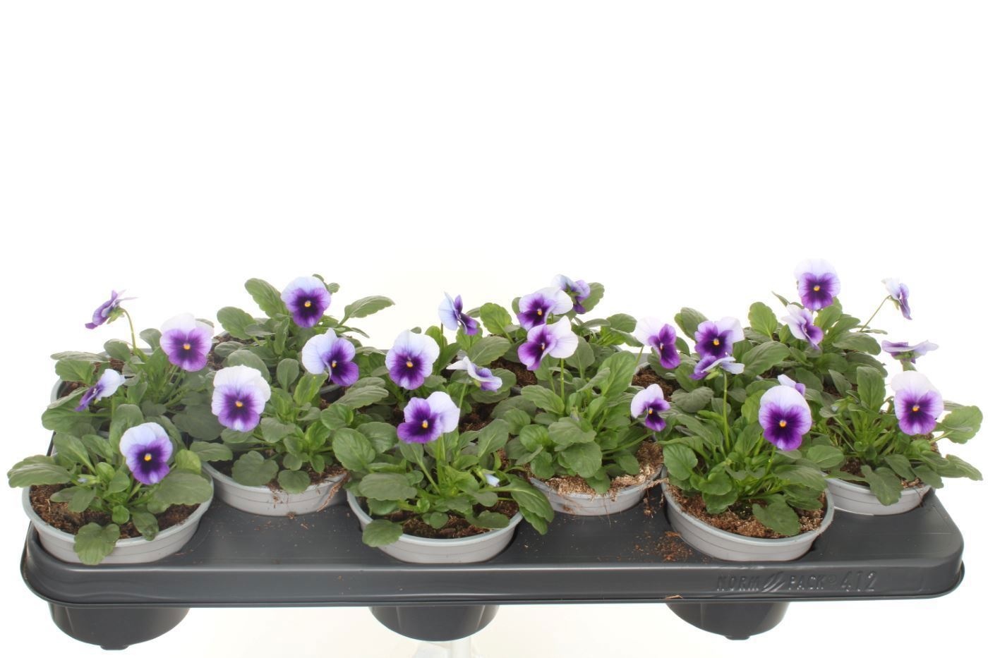 Viola cornuta Sorbet Beaconsfield, D 11 cm