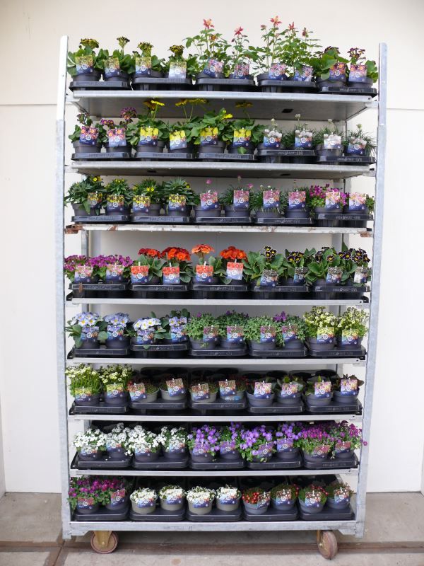 Vaste planten mix kar, D 13 cm