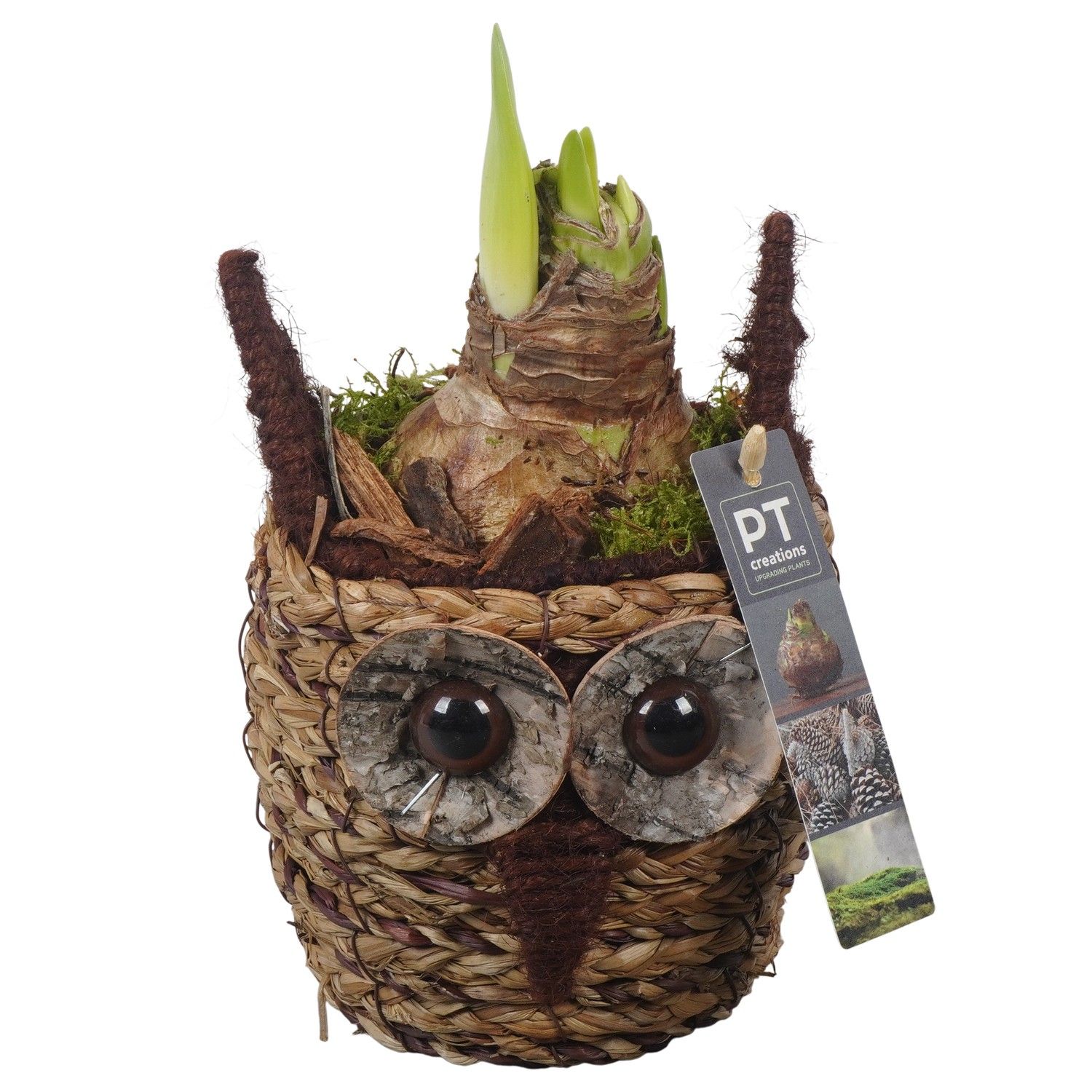 PTAA7554 Arrangement Amaryllis in rieten mand, D 11 cm