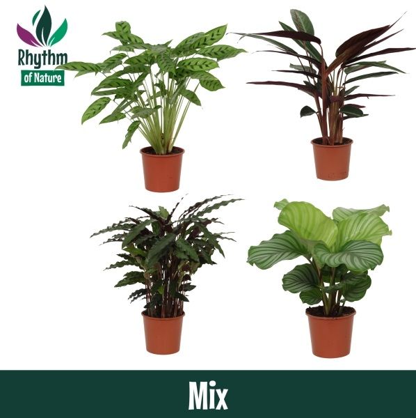 Calathea 17cm gemengd - Rhythm of Nature zonder hoes, D 17