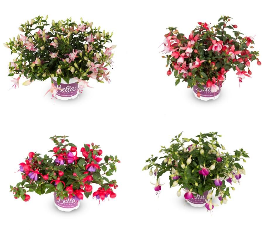 Bella Fuchsia Hangend Mixlaag, D 10,5