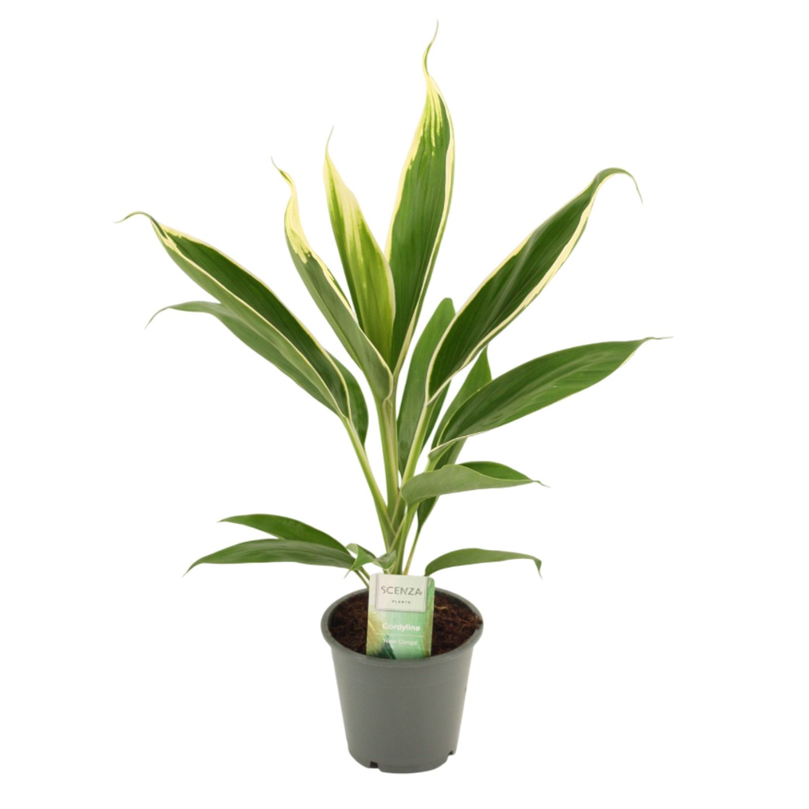 Cordyline New Conga 12 cm, D 12