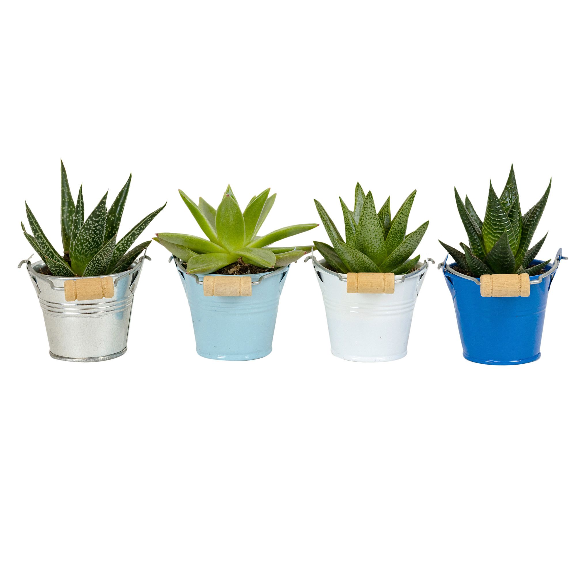 Zinc with Succulent mix, D 6 cm Zinc with Succulent mix, D 6 cm