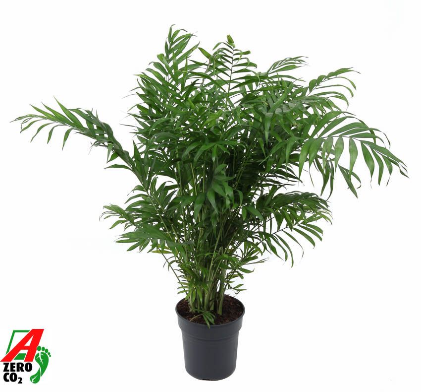 Chamaedorea Elegans P21, D 21