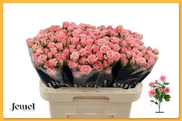 Роза куст. Одилия 60, шт.