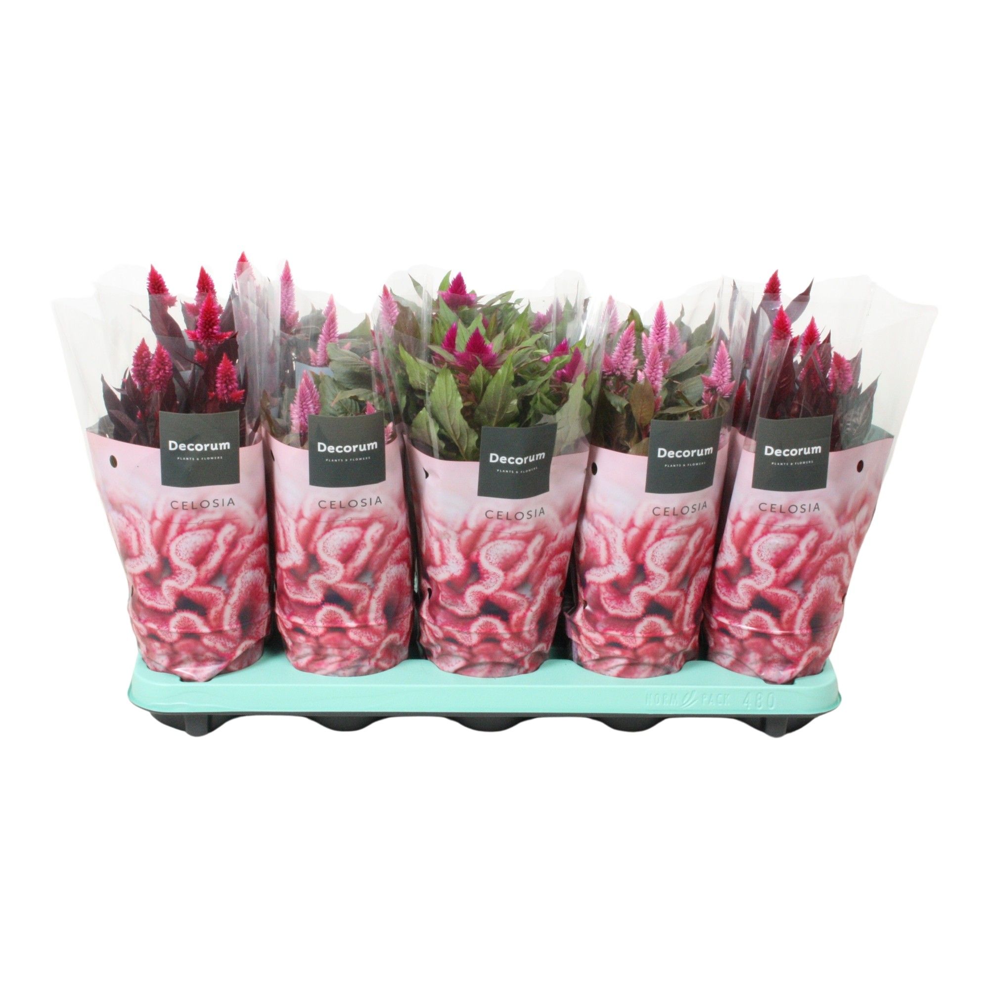 Celosia 'Magic' mix with sleeve | Decorum, D 12 cm