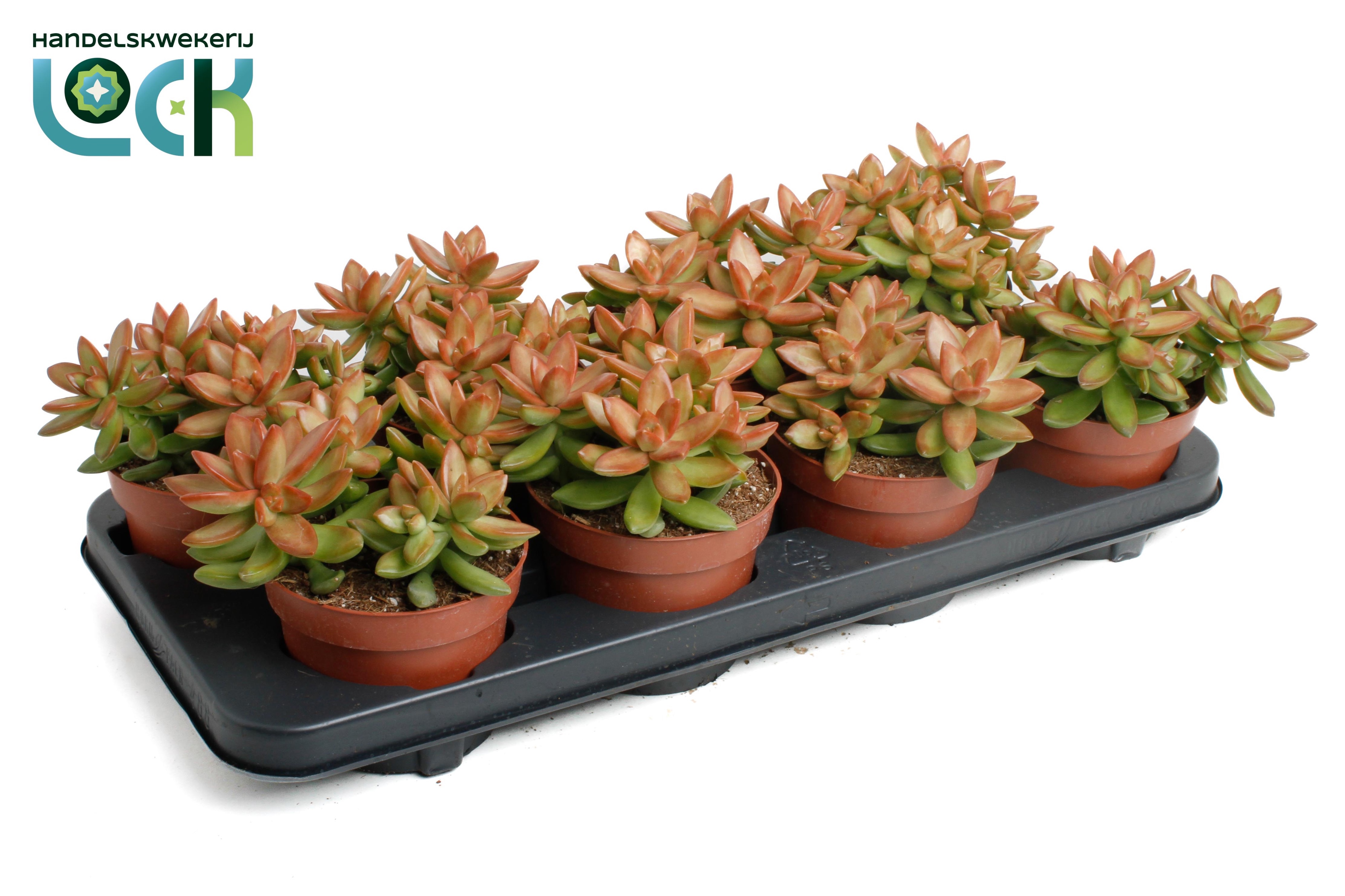 Sedum Adolphii, D 12 cm Sedum Adolphii, D 12 cm