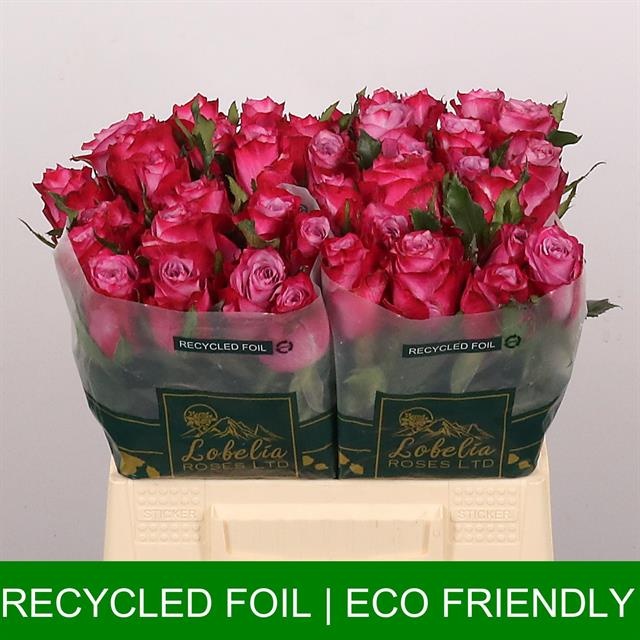 Роза од. Дип Перпл 40, шт.