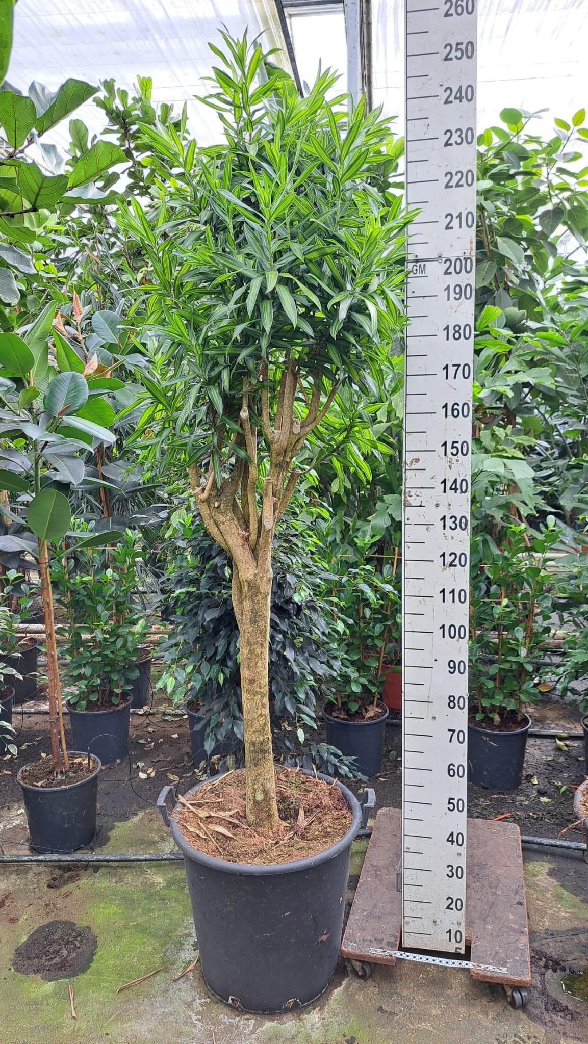 Dracaena Reflexa Song of jamaica stam 240, D 55