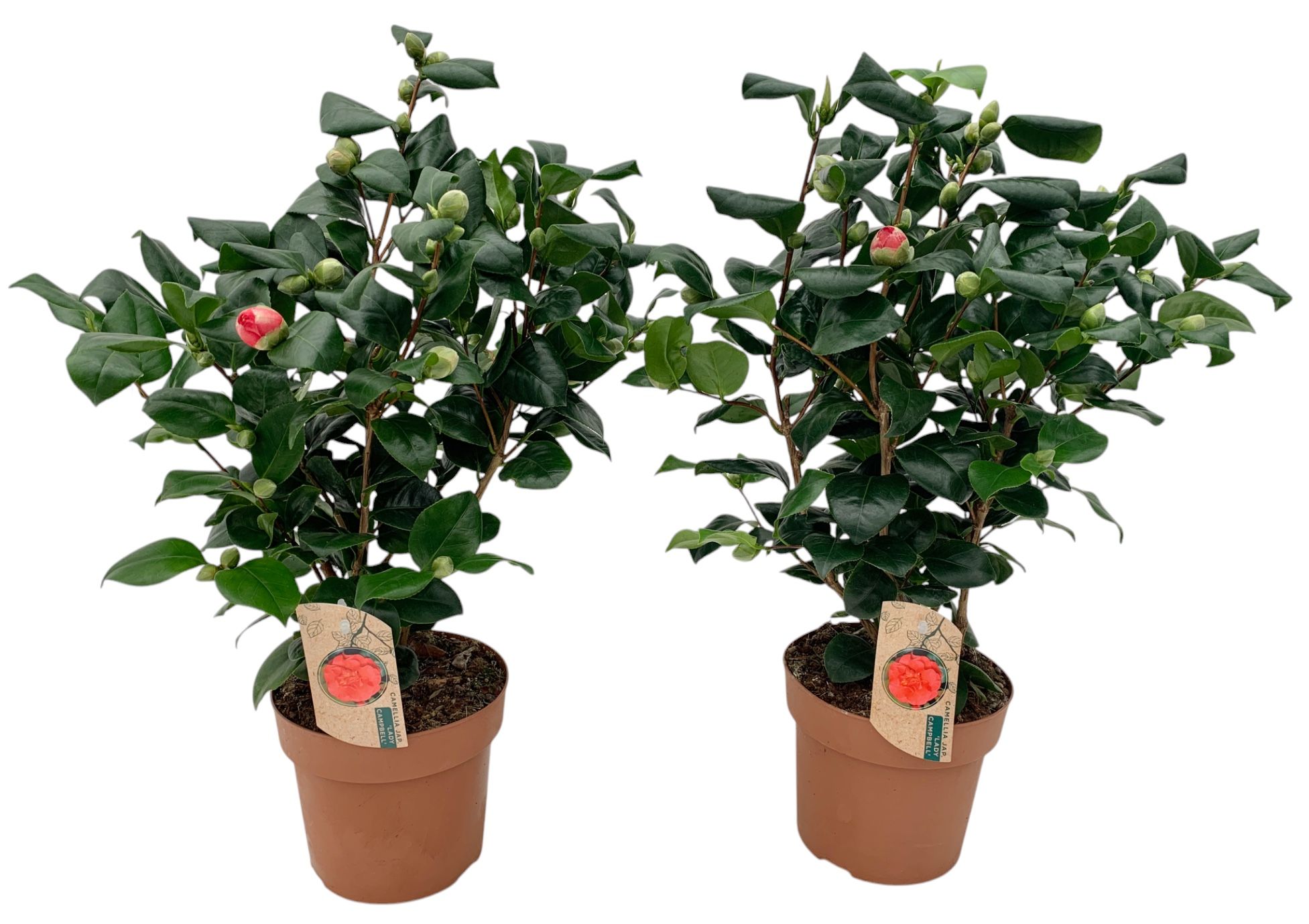 Camellia Lady Campbell 25+ knop, D 17