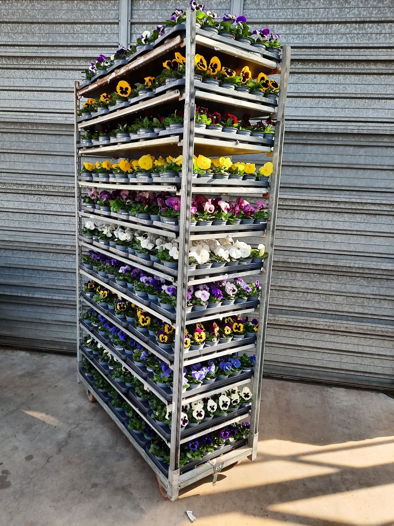 Viola Delta F1 Mixkar, D 9