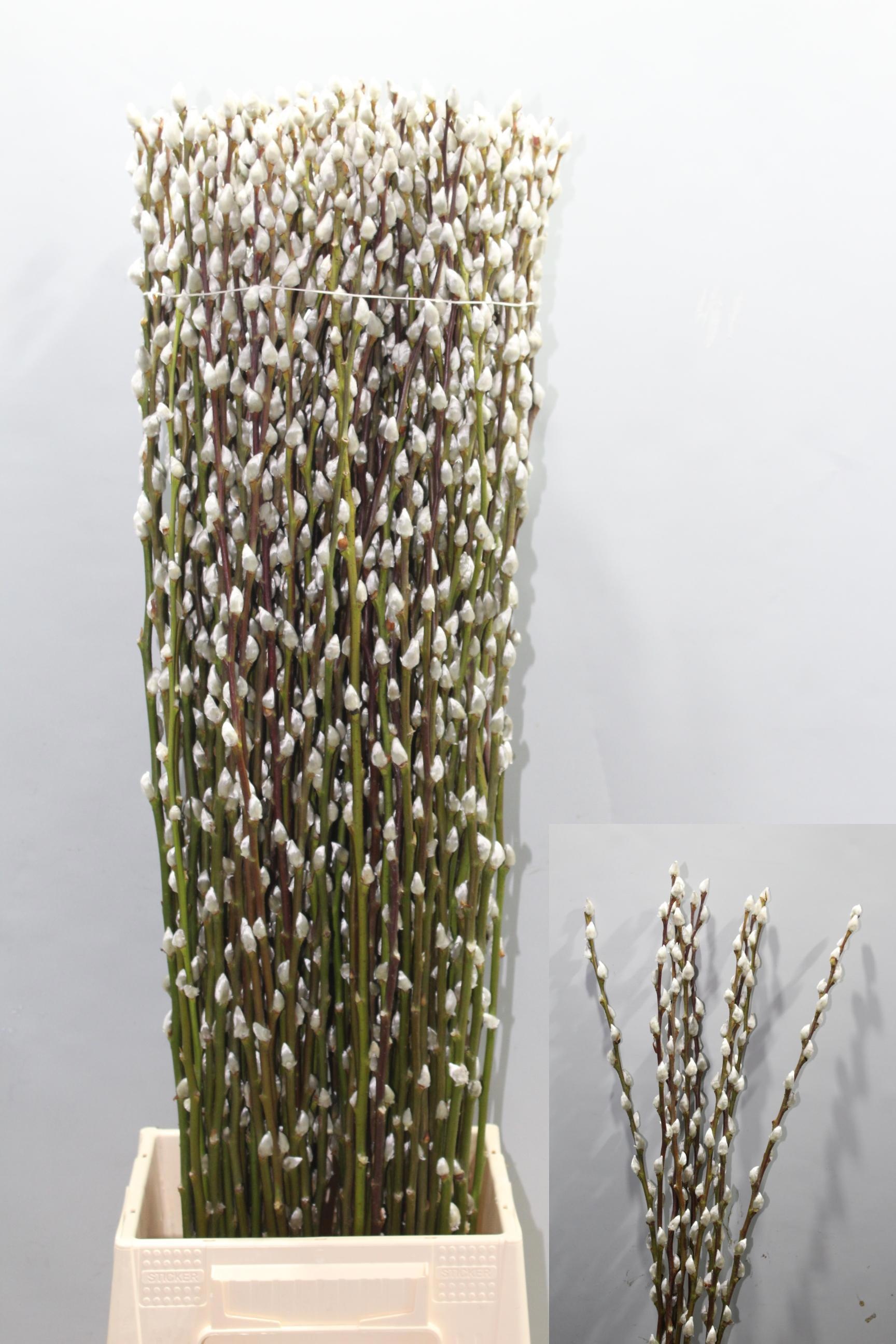 Саликс Сноу Флейк 90, шт.