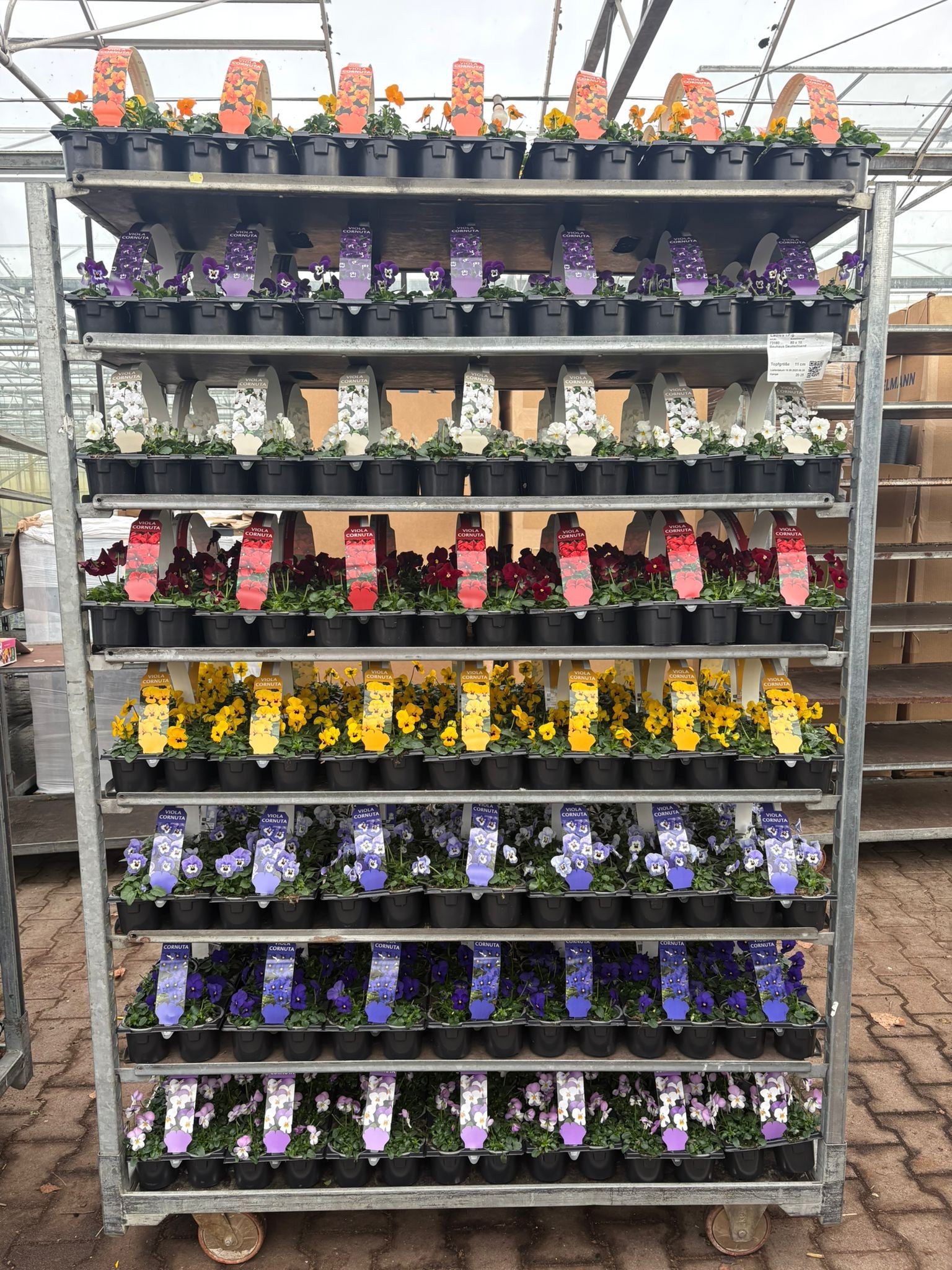 Sixpack Viola Cornuta Mix cc, D 9