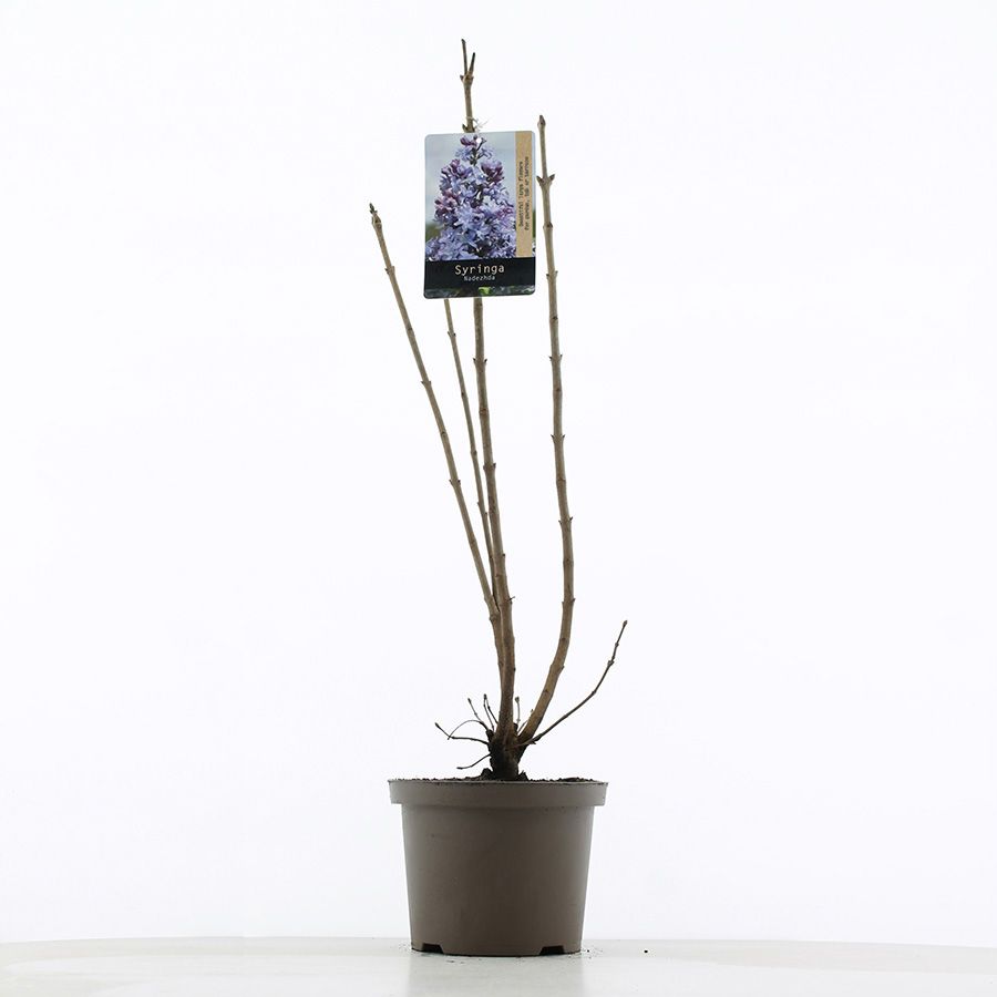 Syringa vulgaris 'Nadezhda' C5 (23cm.), D 23