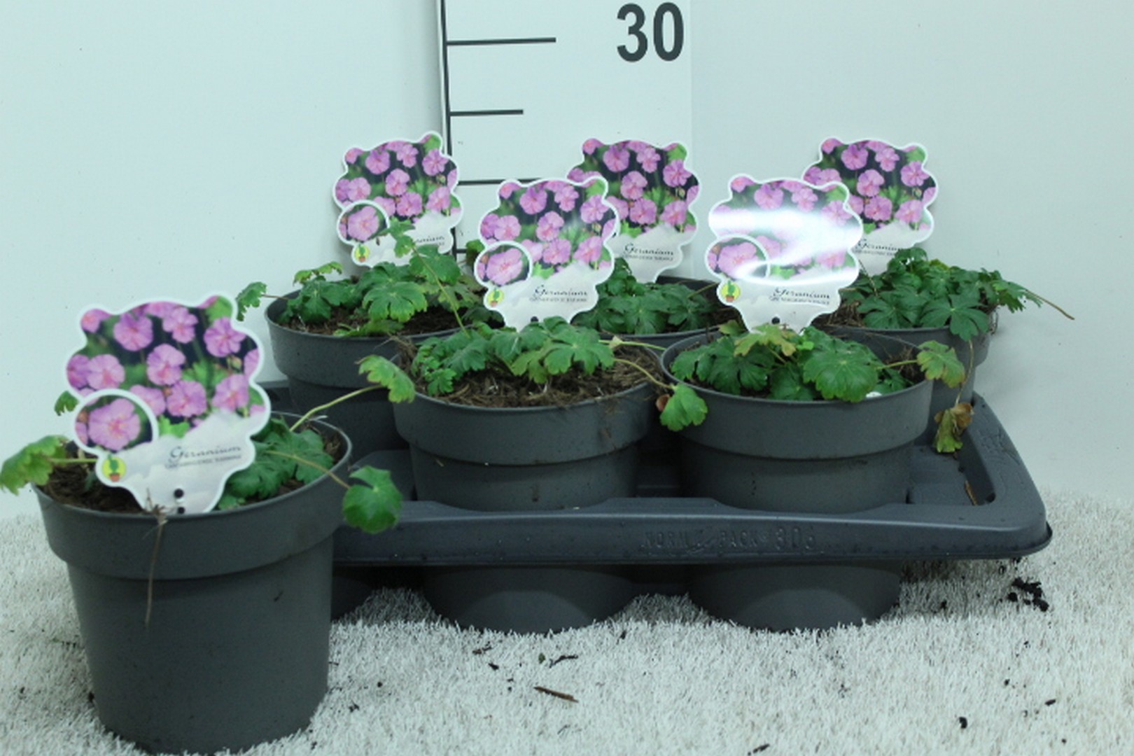 Geranium cant. 'Karmina' P17, D 17