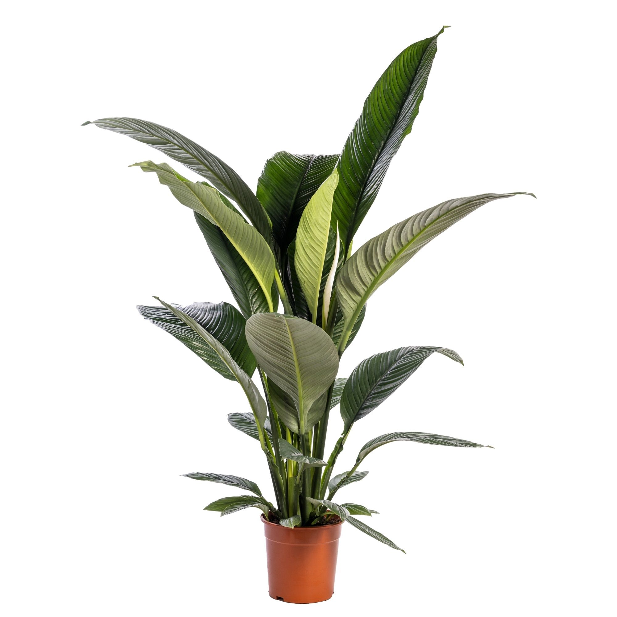 Spathiphyllum 'Sensation' blanco, D 24