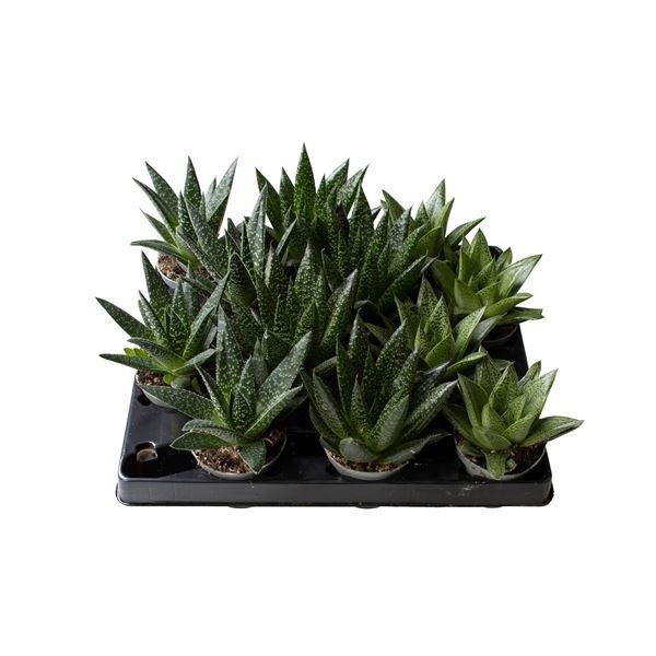 Gasteria Mix�, D 6 cm