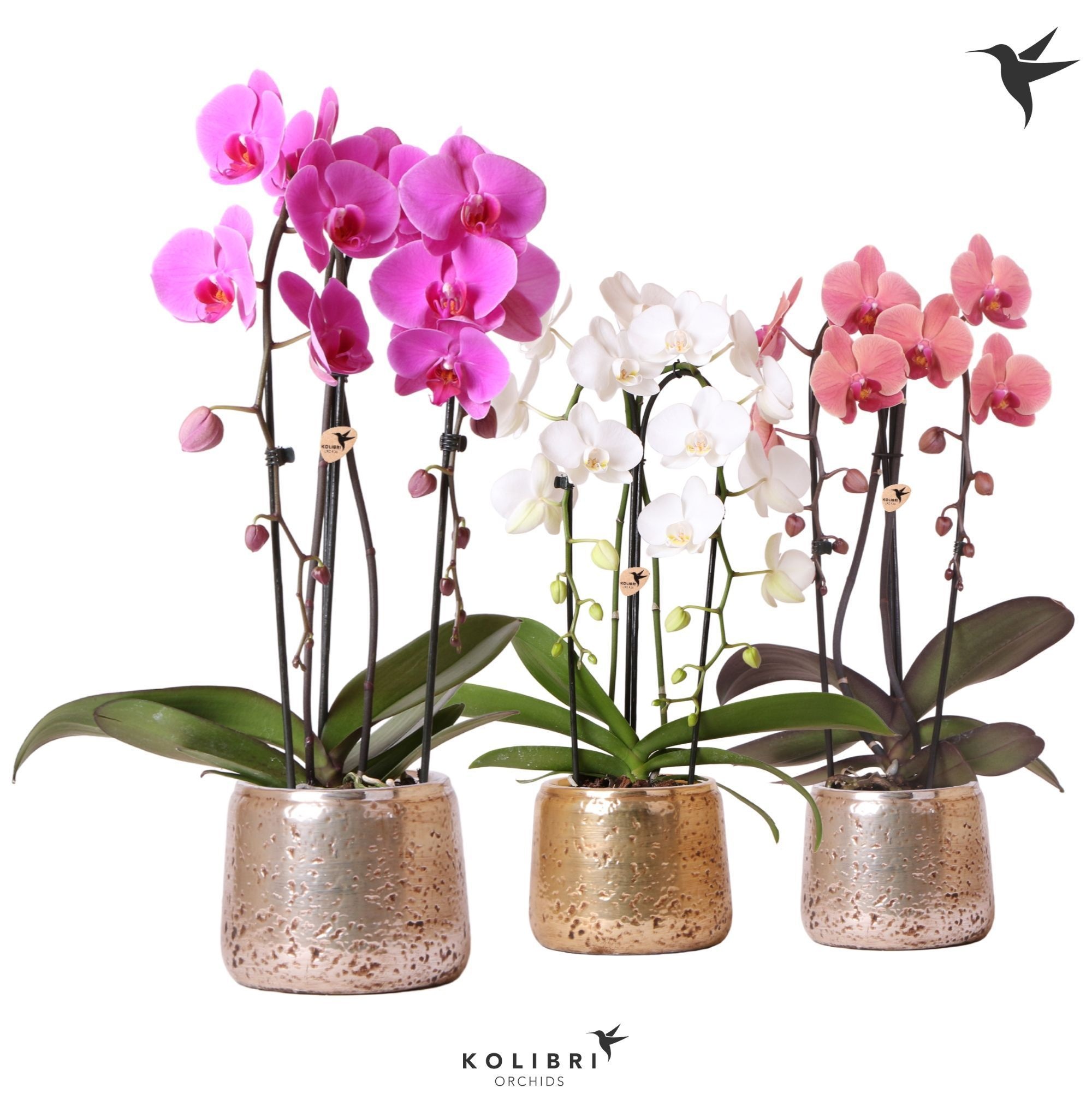 Kolibri Orchids Cascade Niagara Fall mix 2 spike in Luxury pot mix, D 12
