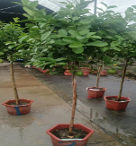 Лимон Биг Лемон 28 190