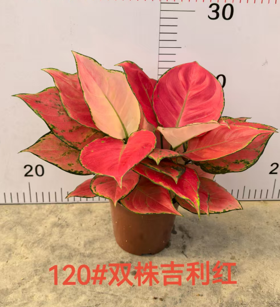 Аглаонема даубле-стем Джили Ред 12 28