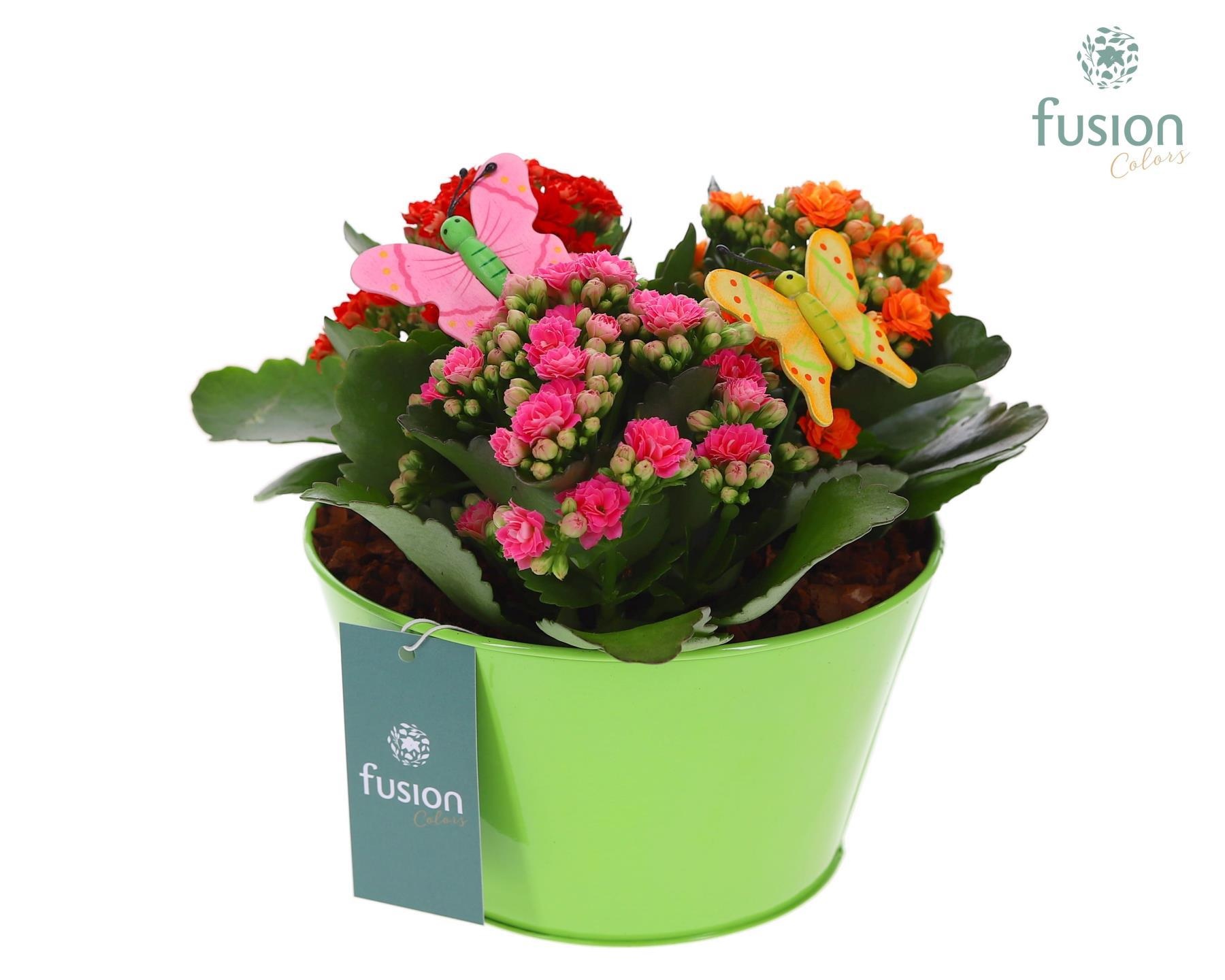 Zink schaal met Kalanchoe en vlinders, D 18 cm