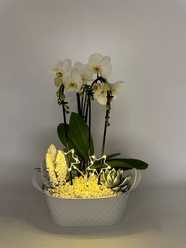 Phalaenopsis Elegant Cascade Phileine schaal Triboga wit kerst arrangement met ster led bijsteker, D 26